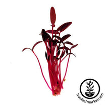Load image into Gallery viewer, Seed Assortment: Colorful Microgreens