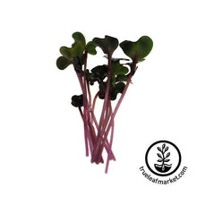 Load image into Gallery viewer, Seed Assortment: Colorful Microgreens