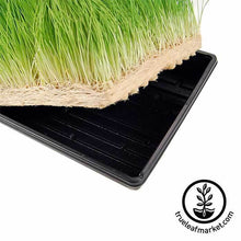 Load image into Gallery viewer, Hydroponic Wheatgrass Growing Kit