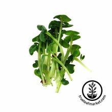 Load image into Gallery viewer, Seed Assortment: Colorful Microgreens