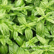 Load image into Gallery viewer, Renees Garden - Basil Lover’s Bonanza Collection