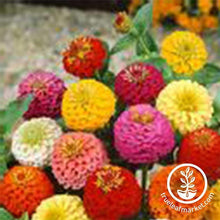 Load image into Gallery viewer, Fast & Easy Bilingual Flower Seed Collection