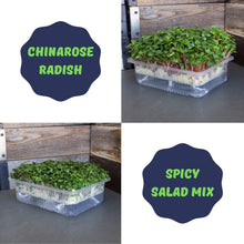 Load image into Gallery viewer, Self Watering Microgreens Kit
