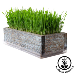 Barnwood Planter Organic Wheatgrass Kit