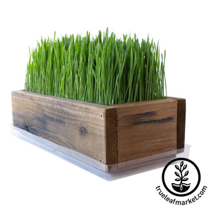 Barnwood Planter Organic Wheatgrass Kit