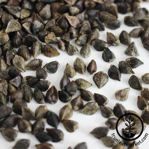 Buckwheat (organic) - Microgreens Seeds