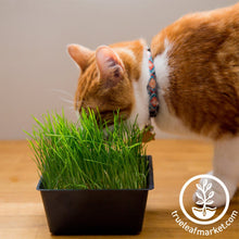 Load image into Gallery viewer, Mini Pet Grass Kit
