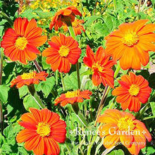 Load image into Gallery viewer, Renees Garden - Pollinator Flower Seed Collection
