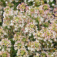 Load image into Gallery viewer, Renees Garden - Pollinator Flower Seed Collection
