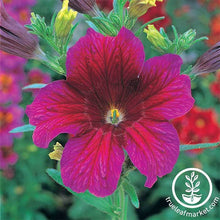 Load image into Gallery viewer, Salpiglossis Seeds - Royale Series
