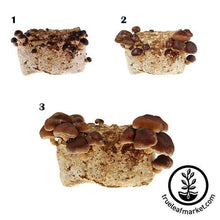 Load image into Gallery viewer, Mojo Pro-Gro Shiitake Mushroom Grow Kit
