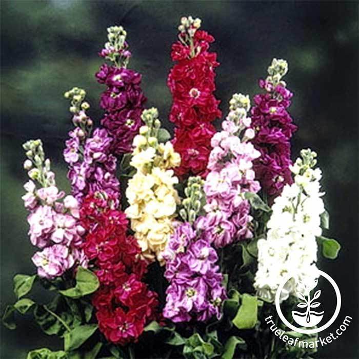 Stock Seeds - Midget Mix  earthpak643.com