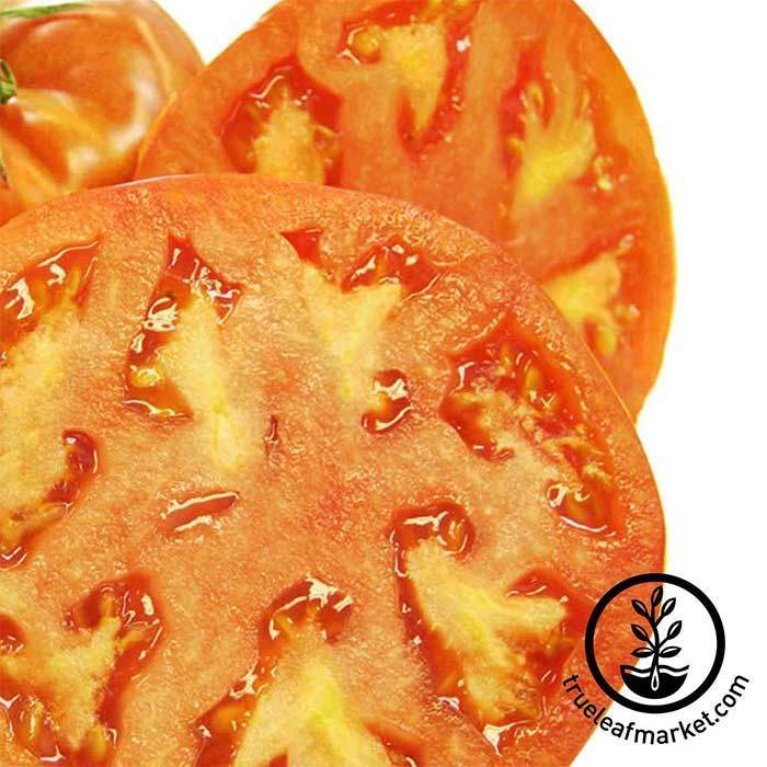 【tomato212】 Tomato Seeds - Hamson (DX-52-12) – earthpak643.com